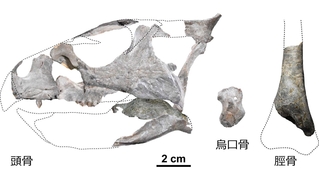 ササヤマグノームスの化石。頭骨、肩、後ろ足の骨が発掘された