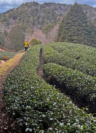 コースのそばに広がる茶畑＝三田市母子（撮影・山本哲志）