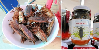 タガメの素揚げ（左）。タガメを丸ごと漬けた魚醤（ぎょしょう、右）も有名