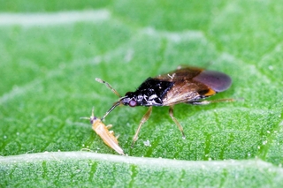 アザミウマを吸汁するヒメハナカメムシの仲間