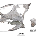 ササヤマグノームスの化石。頭骨、肩、後ろ足の骨が発掘された