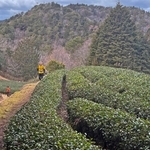 コースのそばに広がる茶畑＝三田市母子（撮影・山本哲志）