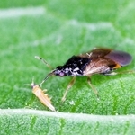 アザミウマを吸汁するヒメハナカメムシの仲間