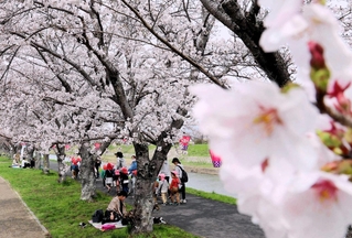 昨年４月５日、武庫川沿いで撮影した桜。見頃を迎えていた＝三田市天神１