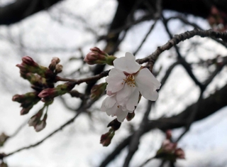 数輪だけだが、花が開いている木もあった＝三田市天神１