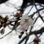 数輪だけだが、花が開いている木もあった＝三田市天神１