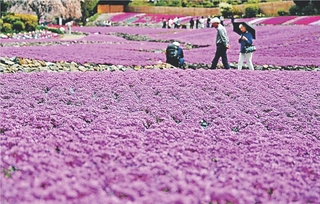 「花のじゅうたん」のシバザクラ＝三田市永沢寺（２０２３年４月１８日）