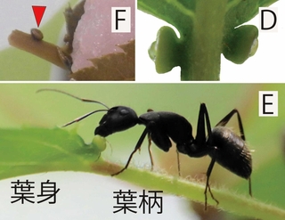Ｄ＝葉の蜜腺から蜜が出ている　Ｅ＝葉の蜜腺の蜜を吸うアリ類　Ｆ＝桜餅の葉にある蜜腺（赤印）