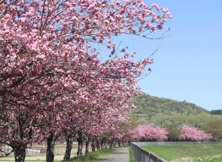 ピンク色の花で彩られた武庫川沿い＝三田市加茂