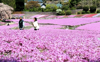 満開を迎えたシバザクラ＝三田市永沢寺