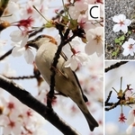 Ａ＝落とされたソメイヨシノの花　Ｂ＝ガク筒がちぎれて枝先に残った花の柄　Ｃ＝花をくわえるニュウナイスズメ（雄）