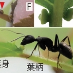 Ｄ＝葉の蜜腺から蜜が出ている　Ｅ＝葉の蜜腺の蜜を吸うアリ類　Ｆ＝桜餅の葉にある蜜腺（赤印）