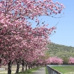 ピンク色の花で彩られた武庫川沿い＝三田市加茂