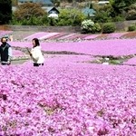 満開を迎えたシバザクラ＝三田市永沢寺
