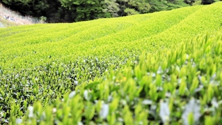 青々とした新芽が一面に広がる茶畑＝三田市母子