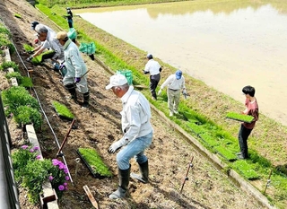 住民らが協力してムカデ芝の苗を植え付けた＝三田市尼寺（提供）