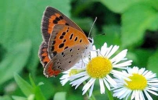 ①花の蜜を吸うベニシジミ