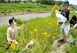 武庫川沿いのオオキンケイギクを次々と抜いていく参加者ら＝三田市川除