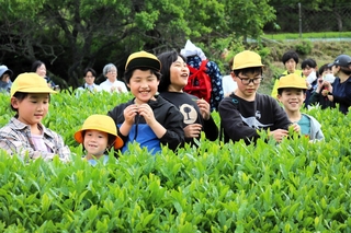 摘んだ茶葉を口にし、「苦い」とはしゃぐ母子小の児童たち＝三田市母子