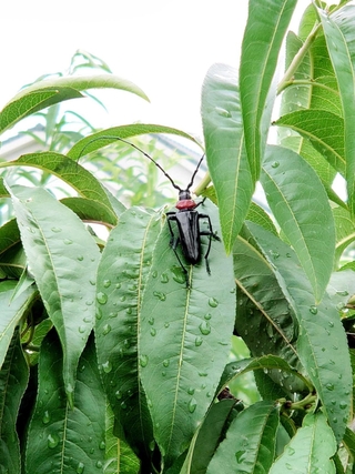 クビアカツヤカミキリの成虫（県提供）