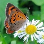 ①花の蜜を吸うベニシジミ