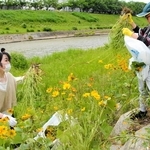 武庫川沿いのオオキンケイギクを次々と抜いていく参加者ら＝三田市川除