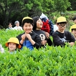 摘んだ茶葉を口にし、「苦い」とはしゃぐ母子小の児童たち＝三田市母子