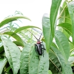 クビアカツヤカミキリの成虫（県提供）