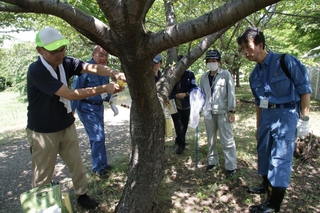 クビアカツヤカミキリの生息が疑われる木にテープを巻く県職員ら＝宝塚市安倉西２