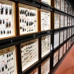 膨大な数の標本が楽しめる甲虫展＝三田市弥生が丘６