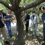 クビアカツヤカミキリの生息が疑われる木にテープを巻く県職員ら＝宝塚市安倉西２
