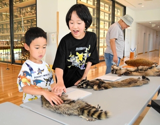 展示されたアライグマの毛皮などに触れ、感触を確かめる子どもら＝三田市弥生が丘６