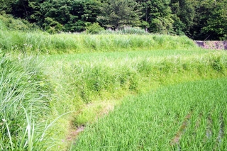 畦畔草原
