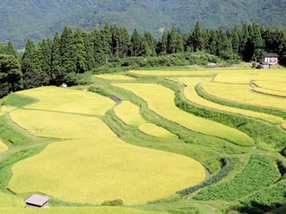 棚田