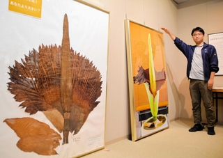 ショクダイオオコンニャクの標本（左）を前に話す李忠建研究員＝三田市弥生が丘６