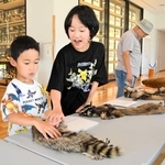展示されたアライグマの毛皮などに触れ、感触を確かめる子どもら＝三田市弥生が丘６