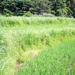 畦畔草原