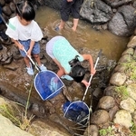 初回のイベントで、魚道で生き物を採集する子どもたち（提供）