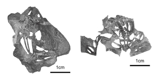 （図１）ヒョウゴバトラクス（左）およびタンババトラクスの標本