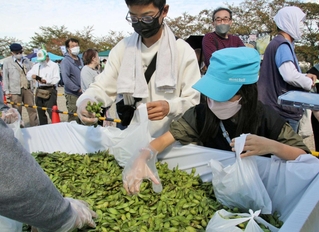 以前行われた枝豆詰め放題の様子（三田市観光協会提供）
