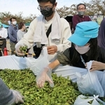 以前行われた枝豆詰め放題の様子（三田市観光協会提供）