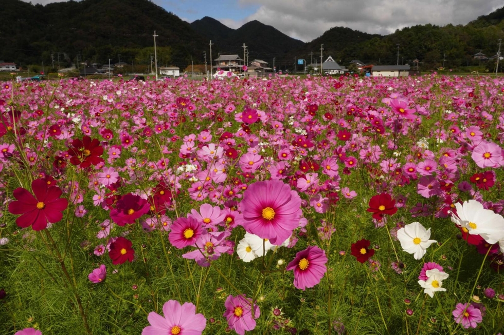 秋風に揺れるコスモス100万本 家族連れやカメラ愛好家らでにぎわう