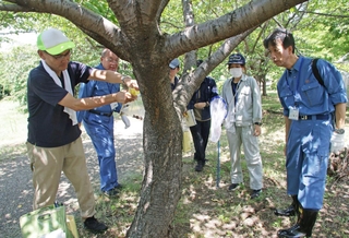７月末のパトロールで、クビアカツヤカミキリの生息が疑われる木にテープを巻く職員ら＝宝塚市安倉西２