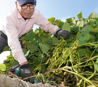 ぷっくりと膨らんだ「丹波黒大豆」を収穫する農家＝三田市志手原
