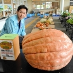 ジャンボカボチャの中でもひときわ大きなカボチャ＝三田市川除