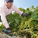 ぷっくりと膨らんだ「丹波黒大豆」を収穫する農家＝三田市志手原