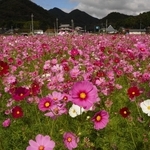 コスモス 秋風に揺れるコスモス100万本 家族連れやカメラ愛好家らでにぎわう