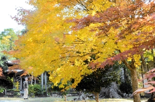 美しく色づいた葉が見頃を迎えている＝光明寺