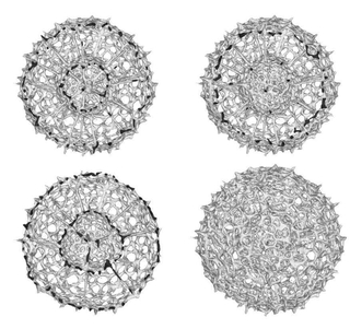 マリアナ海溝から産出したプランクトン「放散虫」の骨格の３次元構造（直径約１５０ミクロン）。形の進化を調べている
