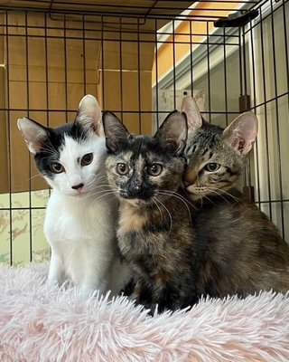 三田市が野良猫の繁殖抑制へ寄付募る 不妊・去勢手術費の補助金に活用